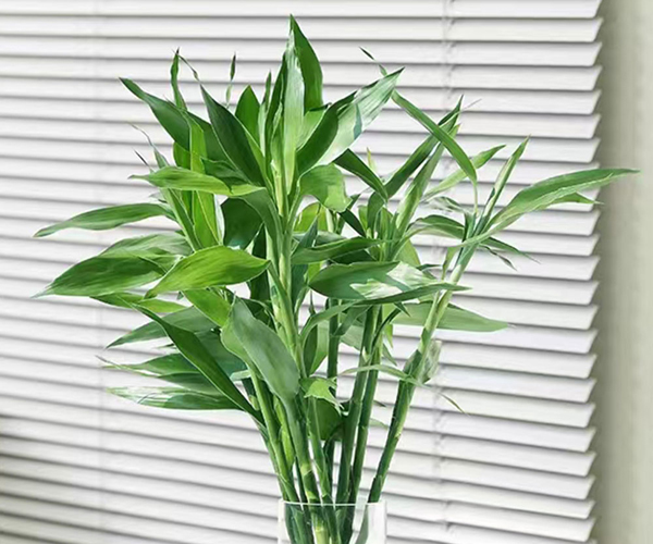 中竹子（富贵竹）