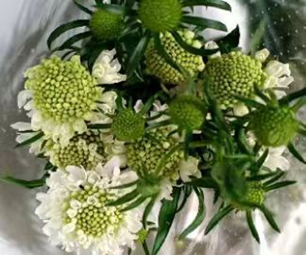 松虫草（白）
