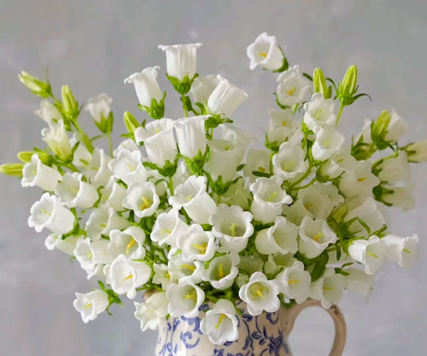 风铃花