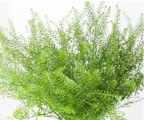 绿灵草