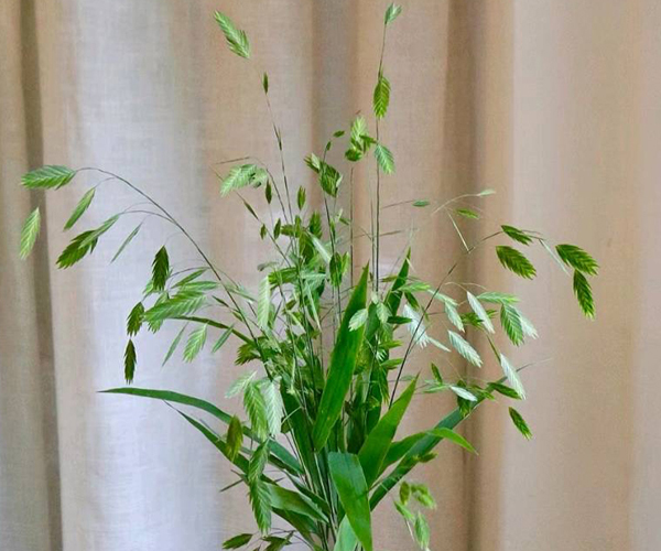 小盼草
